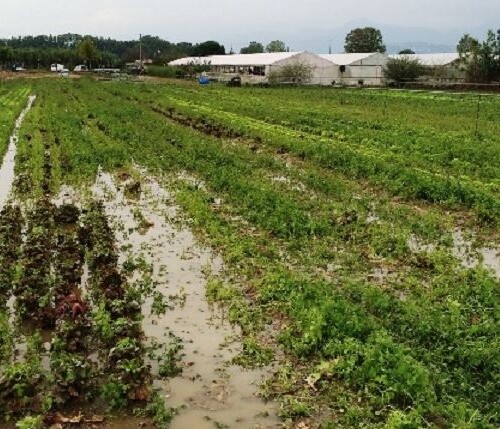 Danni all’agricoltura, monito di Assoproli: ‘Servono accordi per tutelare gli imprenditori agricoli’