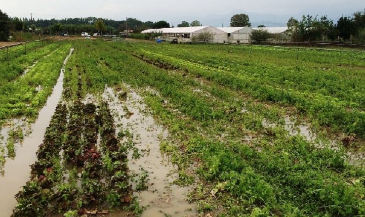 Danni all’agricoltura, monito di Assoproli: ‘Servono accordi per tutelare gli imprenditori agricoli’