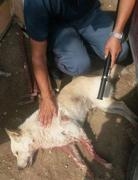 Due cacciatori sparano ed uccidono un cane nelle campagne di Barletta