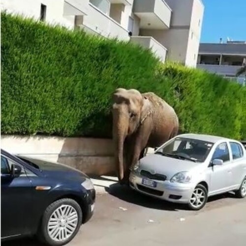 Francavilla, elefante fugge dal circo e passeggia in strada