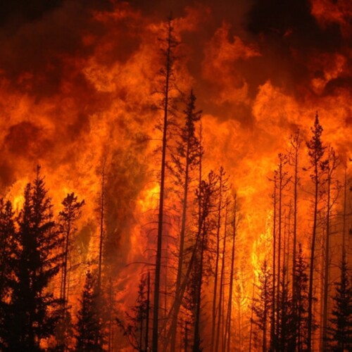 Gargano: grave incendio a Baia delle Zagare e Mattinata