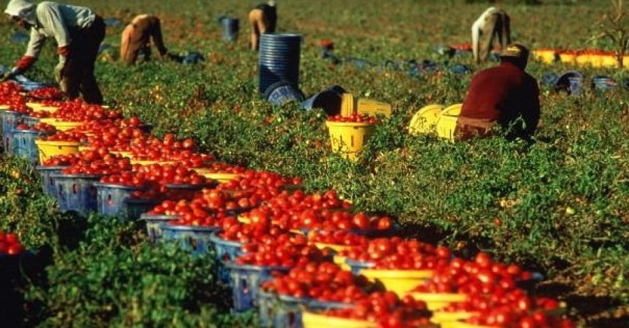 Ginosa, braccianti agricoli costretti a lavorare 12 ore al giorno: tre denunce