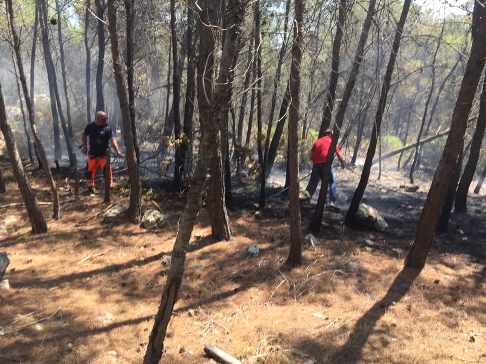 Grottaglie, incendio distrugge la pineta Frantella. Il sindaco: ‘Probabile natura dolosa’