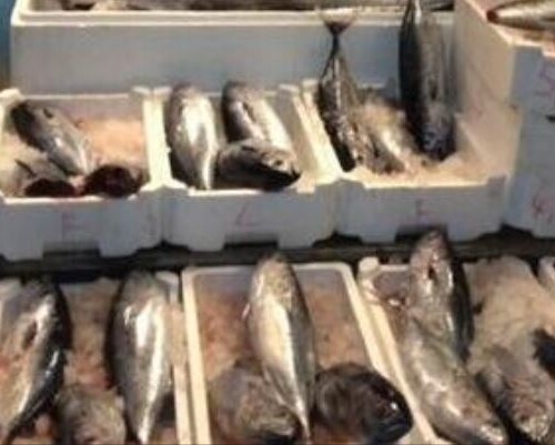 Guardia Costiera, controlli pre-natalizi: sequestrate 6 tonnellate di pesce