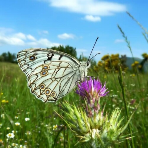 Il Parco dell’Alta Murgia tra i parchi più virtuosi d’Italia per la salvaguardia degli impollinatori