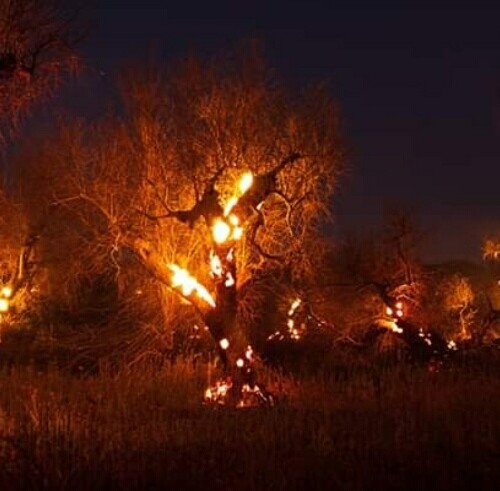 Incendi in Puglia, l’allarme di Coldiretti: ‘1300 ulivi in fumo nella provincia di Lecce’