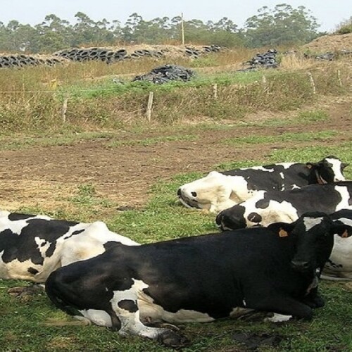 Ismea, costi produttivi in agricoltura su del 18,4% nel primo trimestre 2022. Zootecnia a rischio redditività