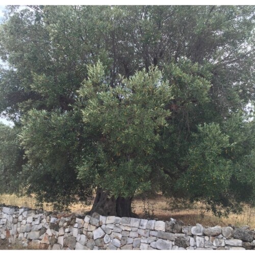 La Puglia e le buone pratiche per l’Ambiente