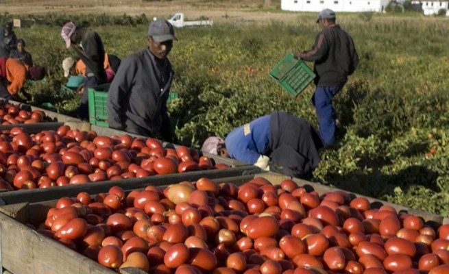 Lecce: senegalese muore durante la raccolta dei pomodori stagionale, tre persone iscritte nel registro degli indagati