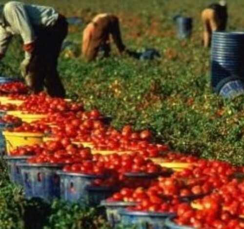 Lotta al caporalato, operazione ‘Freedom’: controlli nel Sud Italia, sospesa un’azienda agricola foggiana