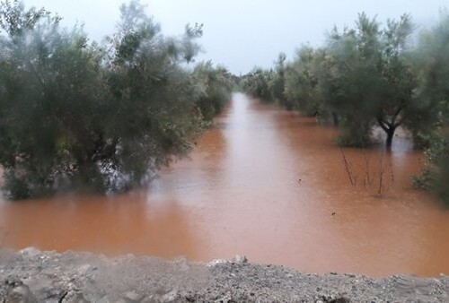 Maltempo in Puglia, campi allagati in Salento: ‘Raccolta delle olive ferma da dieci giorni’