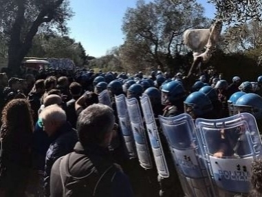 Melendugno, blitz dei camion nella notte per portare via 43 ulivi: proteste degli attivisti