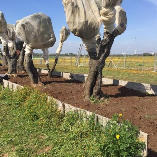 Melendugno, Tap sul trasferimento degli ulivi: ‘Operazione necessaria per proteggere gli alberi’