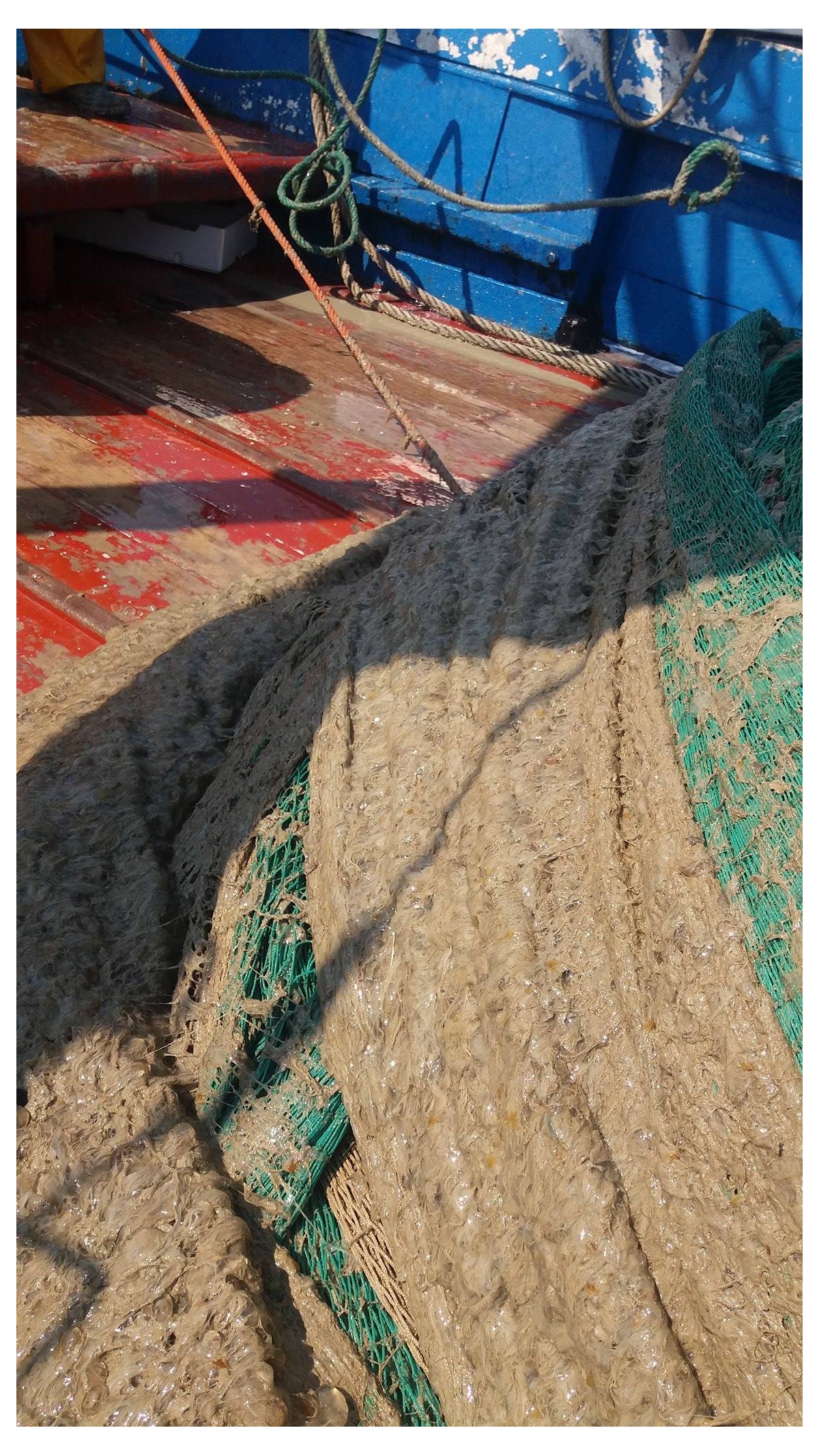 Mucillagine nelle acque di Gallipoli, pescatori in stato di emergenza