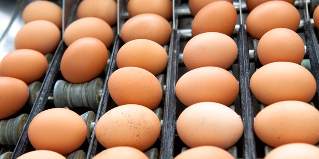 Oggi a San Vito dei Normanni la ‘giornata delle uova’: le aziende danno consigli pratici ai consumatori