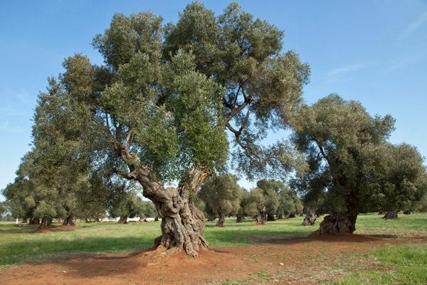 Olea, presentata in Fiera del Levante l’app che censisce gli ulivi monumentali di Puglia