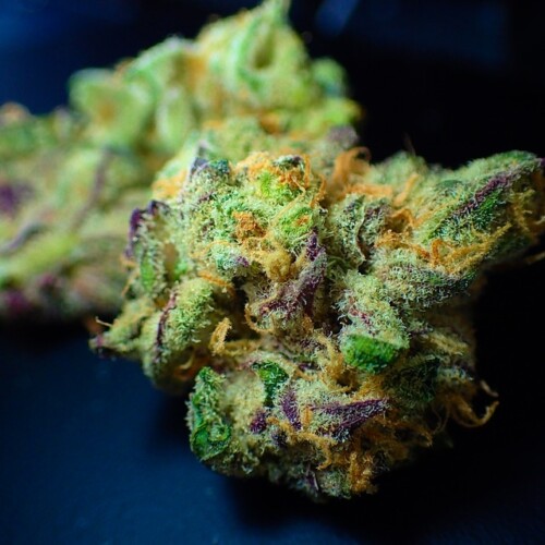 Orange Bud, una Cannabis dalla nobile genetica