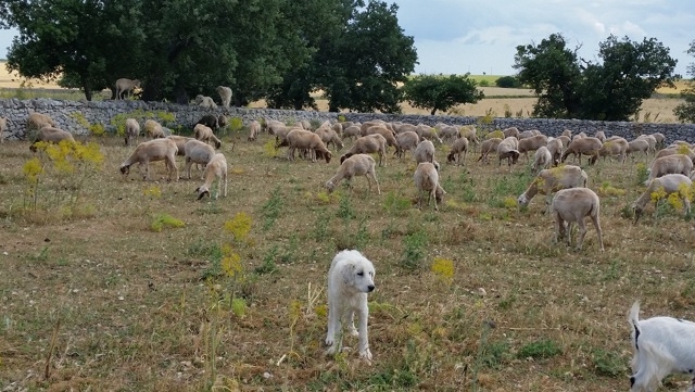 Parco Nazionale dell’Alta Murgia: pastori abruzzesi per prevenire i danni da lupo