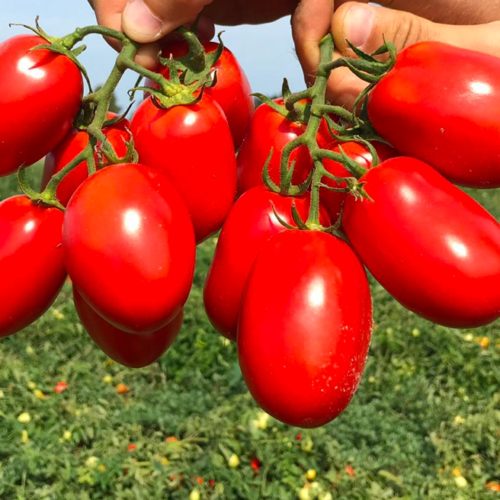 Pomodoro, intesa sul prezzo per il Centro Sud. Cia Capitanata “Un buon accordo”