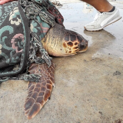 Porto Cesareo, salvata tartaruga da 60 chili: era rimasta intrappolata in una rete da pesca
