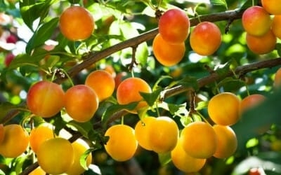 Prezzi della frutta alle stelle, + 11,2%. Coldiretti: ‘Colpa del clima impazzito’