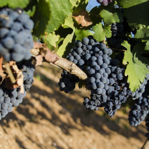 Produttori di Manduria, la vendemmia 2025 segna un + 40% rispetto al 2024