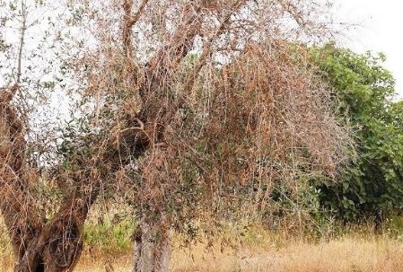 Puglia, cinque milioni di euro per gli agricoltori: serviranno a potare gli ulivi e installare strutture anti-Xylella Fastidiosa