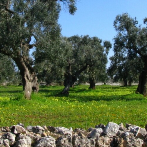 Puglia, consiglio regionale approva all’unanimità mozione su crisi olivicola