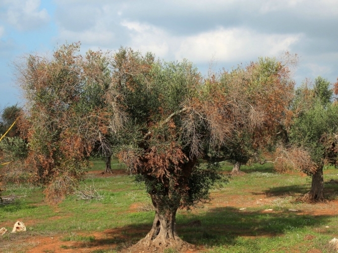 Puglia, continua l’avanzata della Xylella: ’46 nuovi ulivi infetti tra Brindisi e Taranto’