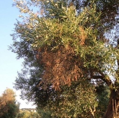 Puglia, continua l’avanzata della Xylella: 73 nuovi alberi infetti tra Taranto e Brindisi