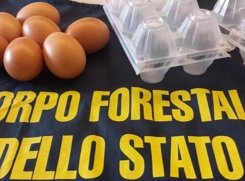 Puglia, controlli nelle aziende avicole:  sequestrate 80mila uova