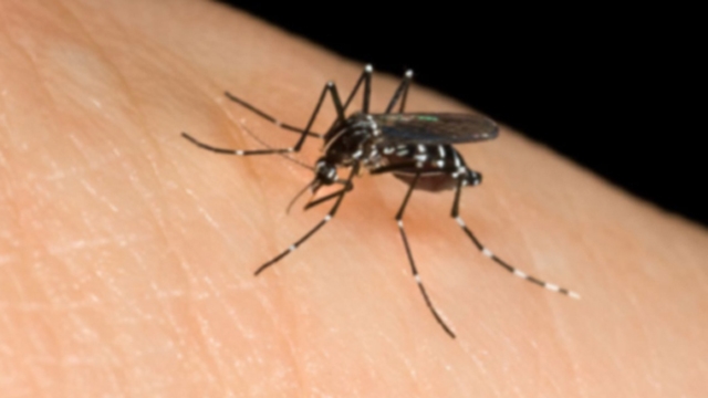 Puglia, emergenza zanzara tigre: ‘Codice rosso in tutta la regione’