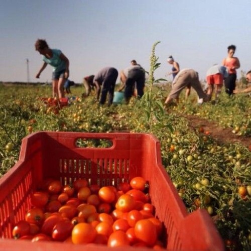 Puglia, iniziativa Coldiretti: ‘Ospitalità ai migranti sfruttati nei campi agricoli’