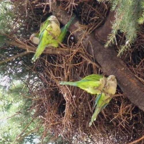 Puglia, la denuncia di Coldiretti: ‘Invasione di pappagalli verdi nelle campagne’