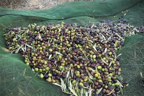 Puglia, la denuncia di Coldiretti: ‘Olive come diamanti, troppi furti nelle campagne’