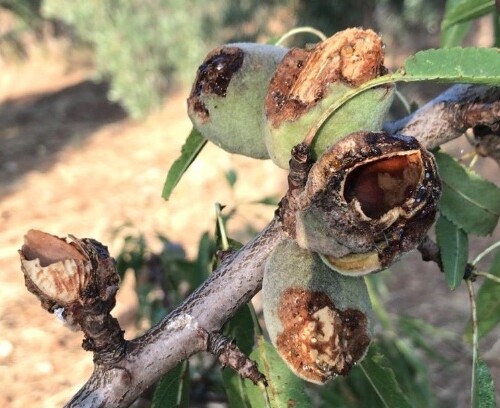 Puglia, l’allarme di Coldiretti: ‘I pappagalli verdi distruggono i raccolti di mandorle’