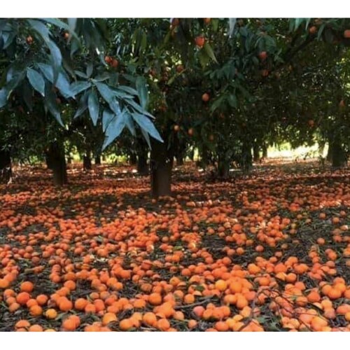 Puglia, protesta degli agricoltori: arance e mandarini lasciati a marcire a terra. CIA Puglia: ‘Crisi epocale’