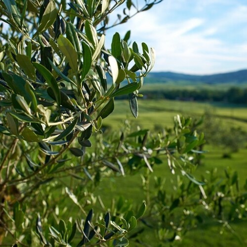 Puglia, tavolo per le emergenze olivicole a Roma. Emiliano e Di Gioia: ‘Incontro proficuo’