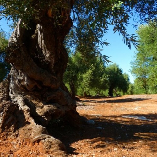 Puglia: ulivi sempre più in pericolo, seccano anche quelli secolari