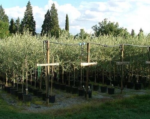 Puglia, vivaisti in stato di agitazione: ‘Emergenza Xylella affossa il settore, mille licenziamenti a febbraio’