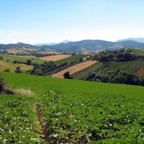 Rapporto Agromafie: in Puglia 2489 terreni sono in mano alla mafia