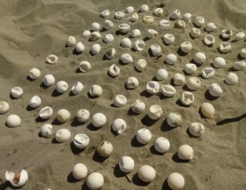 Salento, 100 uova di tartaruga in spiaggia: salvate dai bagnanti