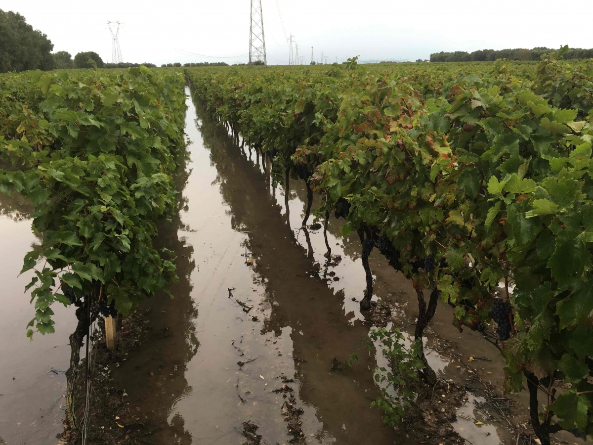 Salento devastato dalle piogge, il presidente di Cantine Due Palme chiede lo stato di crisi