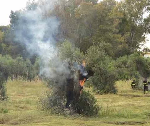 Salento, ignoti bruciano rifiuti in un terreno agricolo: tre ulivi distrutti dalle fiamme