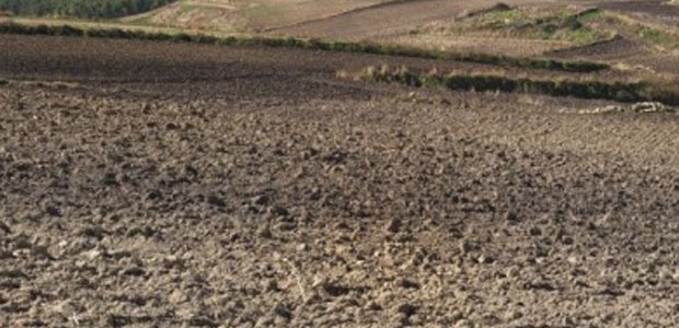 Salento, monitoraggio aree verdi: ‘Tracce di Arsenico, Berillio e Vanadio nei campioni raccolti in 32 comuni’