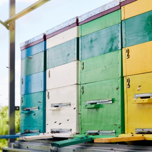 Salva le Api, un progetto per la tutela della biodiversità