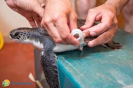 San Foca, soccorsa una tartaruga verde vegetariana