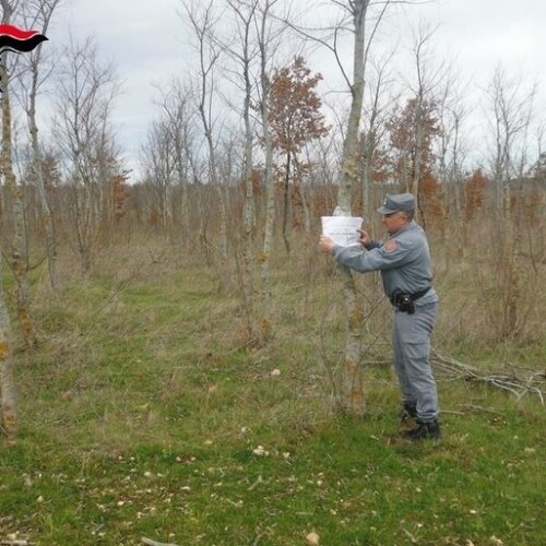 Tagliate 150 querce nel Parco nazionale dell’Alta Murgia: sequestrati 25 ettari di bosco