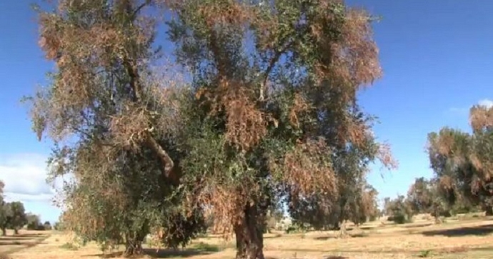 Tap, la corte Costituzionale blocca la norma anti Xylella della Regione Puglia