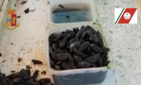 Taranto, cozze sgusciate e confezionate nel cortile di casa: denunciato 23enne